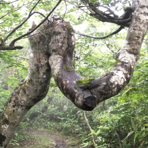 還暦登山No.27　斑尾から天水山まで、えんできた