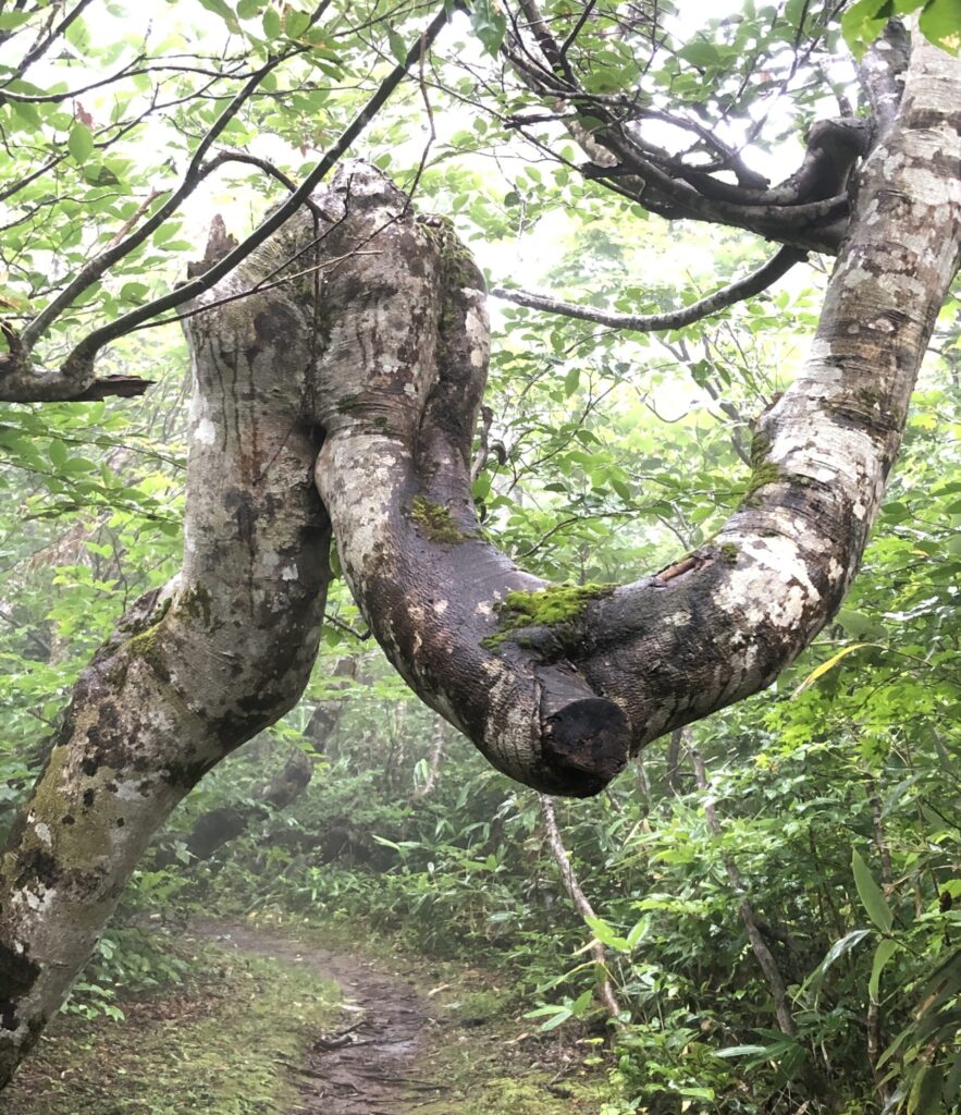 還暦登山No.27　斑尾から天水山まで、えんできた